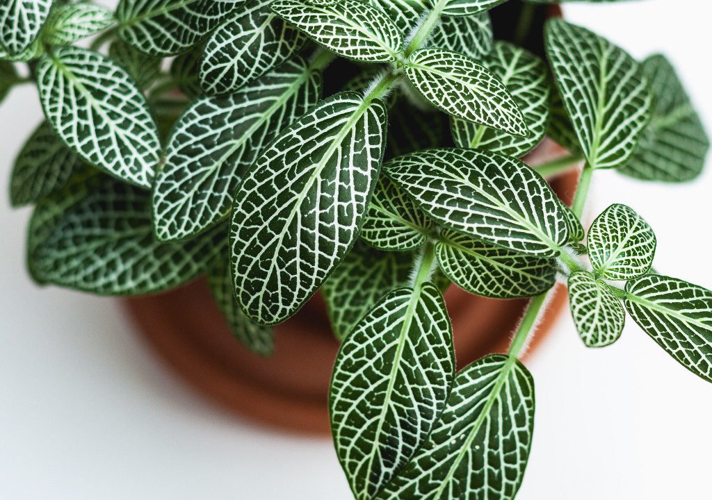 Plante en pot © Dan Gold / Unsplash