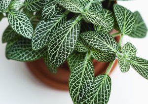 Plante en pot © Dan Gold / Unsplash