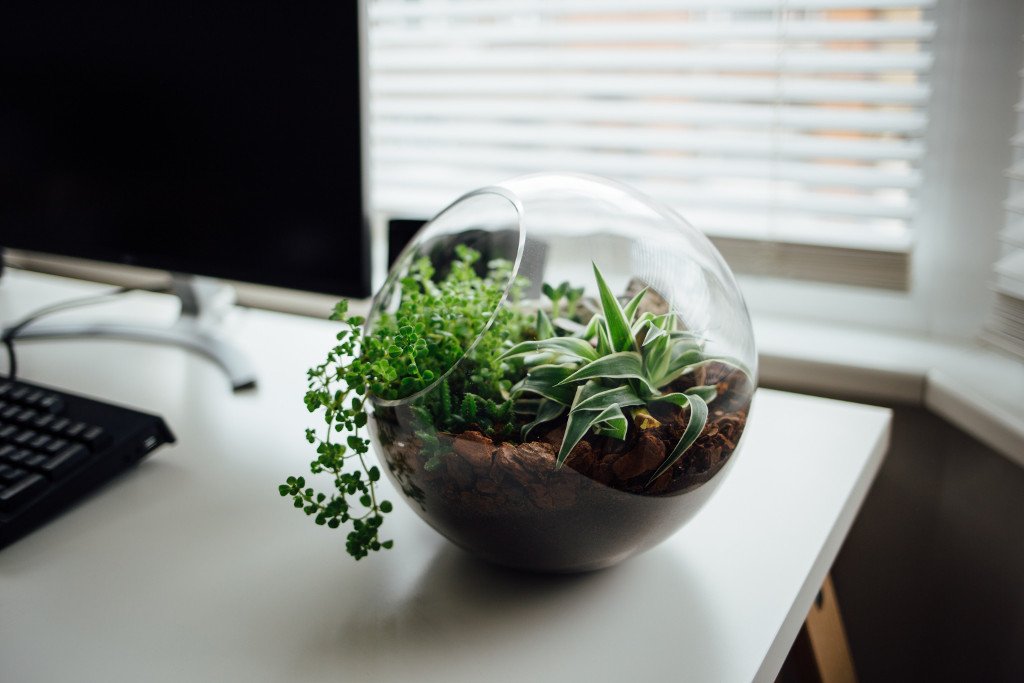 Terrarium © Nielsen Ramon / Unsplash