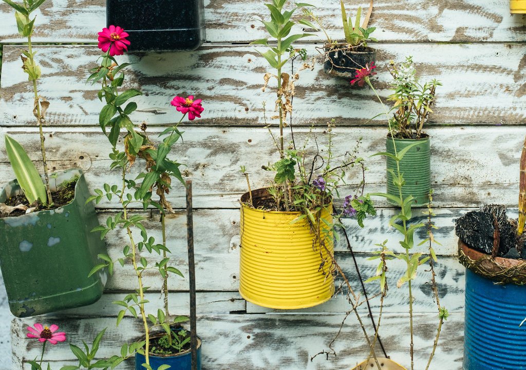 Plantes et boîtes de conserve / Bernard Hermant / Unsplash