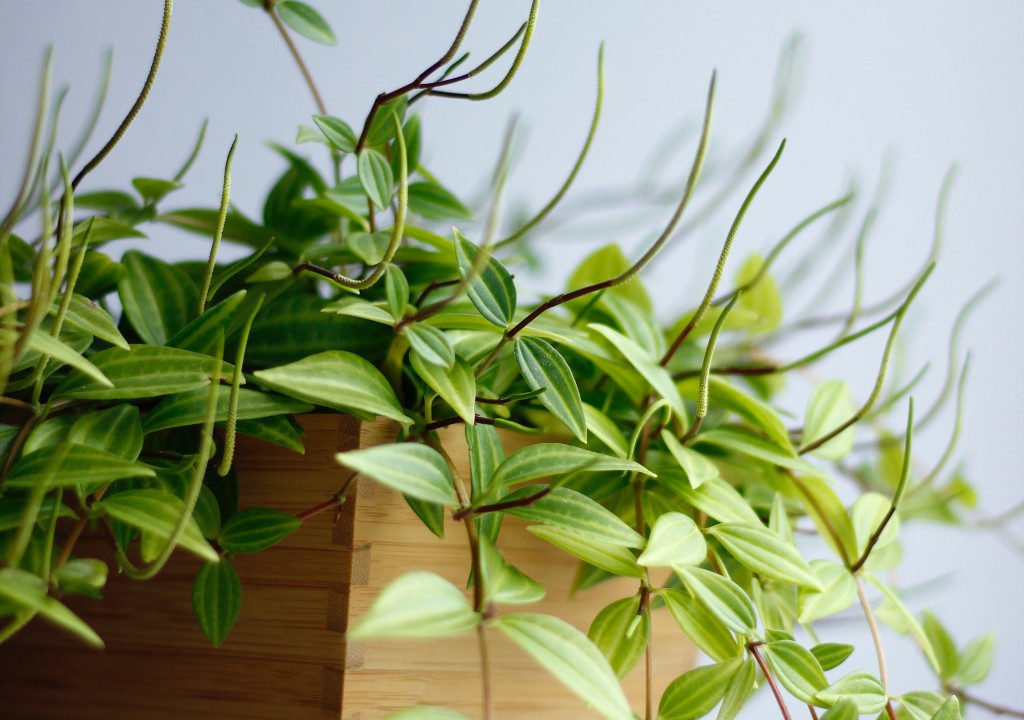 Plante / Jan Kahánek / Unsplash